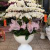 Lan hồ điệp đẹp, Chậu lan hồ điệp, chậu hoa lan