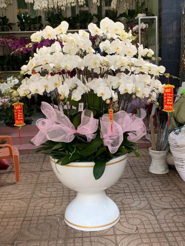 Lan hồ điệp đẹp, Chậu lan hồ điệp, chậu hoa lan