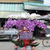 Lan hồ điệp đẹp, Chậu lan hồ điệp, chậu hoa lan