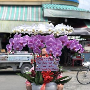 Lan hồ điệp đẹp, Chậu lan hồ điệp, chậu hoa lan