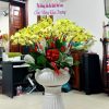 Lan hồ điệp đẹp, Chậu lan hồ điệp, chậu hoa lan