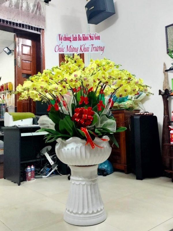 Lan hồ điệp đẹp, Chậu lan hồ điệp, chậu hoa lan