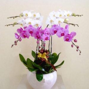 Duyên Hồng Trắng
