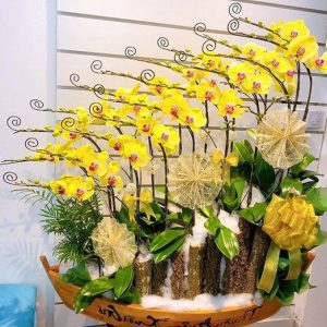 Lan hồ điệp đẹp, Chậu lan hồ điệp, chậu hoa lan