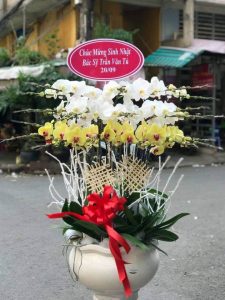 Lan hồ điệp đẹp, Chậu lan hồ điệp, chậu hoa lan