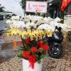 Lan hồ điệp đẹp, Chậu lan hồ điệp, chậu hoa lan