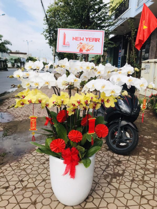 Lan hồ điệp đẹp, Chậu lan hồ điệp, chậu hoa lan