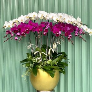 Lan hồ điệp đẹp, Chậu lan hồ điệp, chậu hoa lan