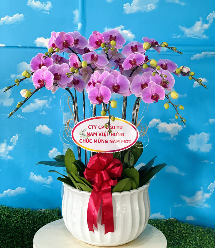 Lan hồ điệp đẹp, Chậu lan hồ điệp, chậu hoa lan