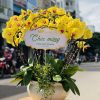 Lan hồ điệp đẹp, Chậu lan hồ điệp, chậu hoa lan