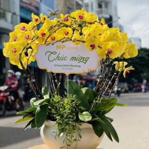 Lan hồ điệp đẹp, Chậu lan hồ điệp, chậu hoa lan