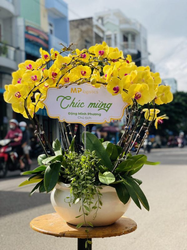 Lan hồ điệp đẹp, Chậu lan hồ điệp, chậu hoa lan