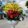 Lan hồ điệp đẹp, Chậu lan hồ điệp, chậu hoa lan