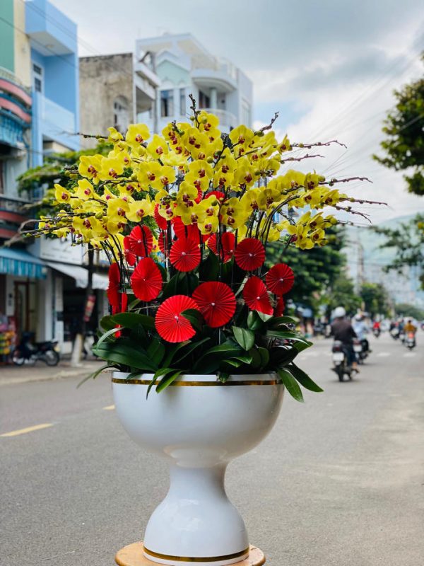 Lan hồ điệp đẹp, Chậu lan hồ điệp, chậu hoa lan