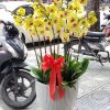 Lan hồ điệp đẹp, Chậu lan hồ điệp, chậu hoa lan