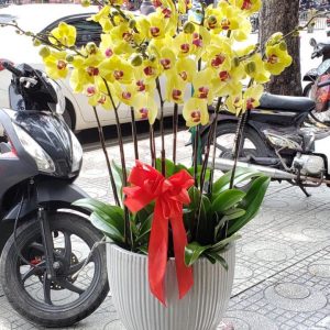 Lan hồ điệp đẹp, Chậu lan hồ điệp, chậu hoa lan