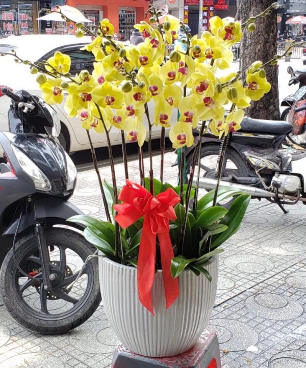 Lan hồ điệp đẹp, Chậu lan hồ điệp, chậu hoa lan