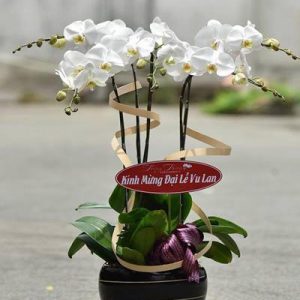 Lan hồ điệp đẹp, Chậu lan hồ điệp, chậu hoa lan