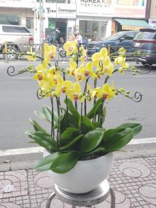 Lan hồ điệp đẹp, Chậu lan hồ điệp, chậu hoa lan