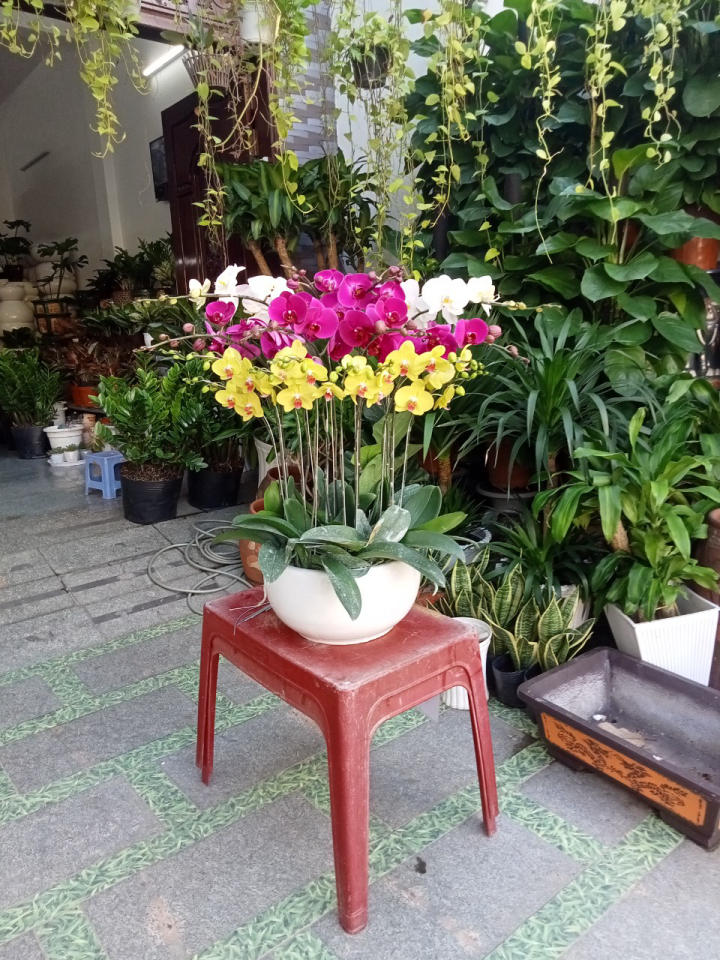 Lan hồ điệp đẹp, Chậu lan hồ điệp, chậu hoa lan