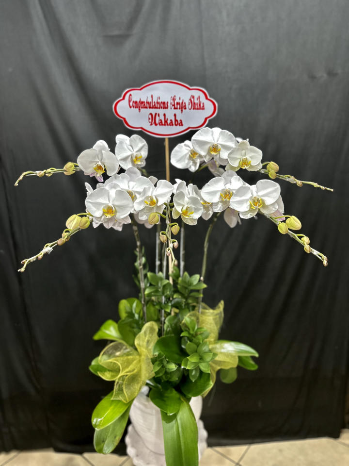 Lan hồ điệp đẹp, Chậu lan hồ điệp, chậu hoa lan