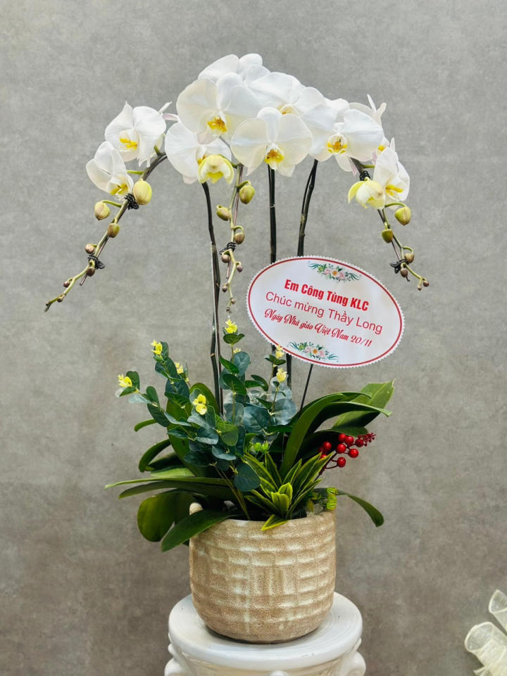 Lan hồ điệp đẹp, Chậu lan hồ điệp, chậu hoa lan