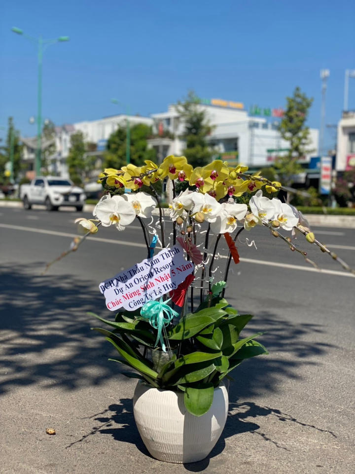 Lan hồ điệp đẹp, Chậu lan hồ điệp, chậu hoa lan