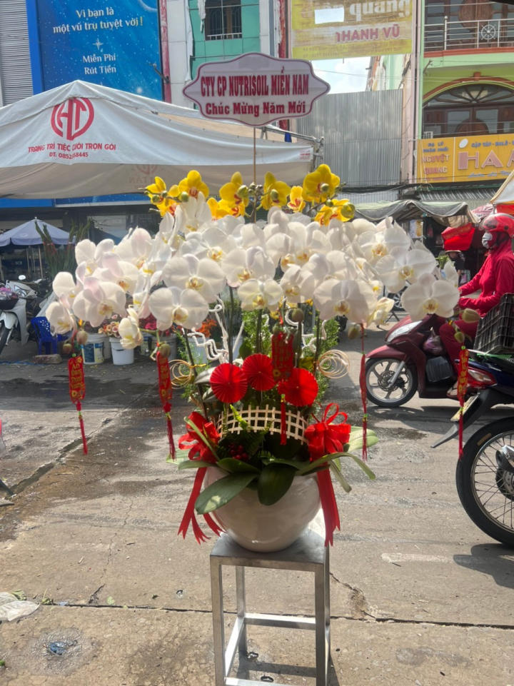 Lan hồ điệp đẹp, Chậu lan hồ điệp, chậu hoa lan