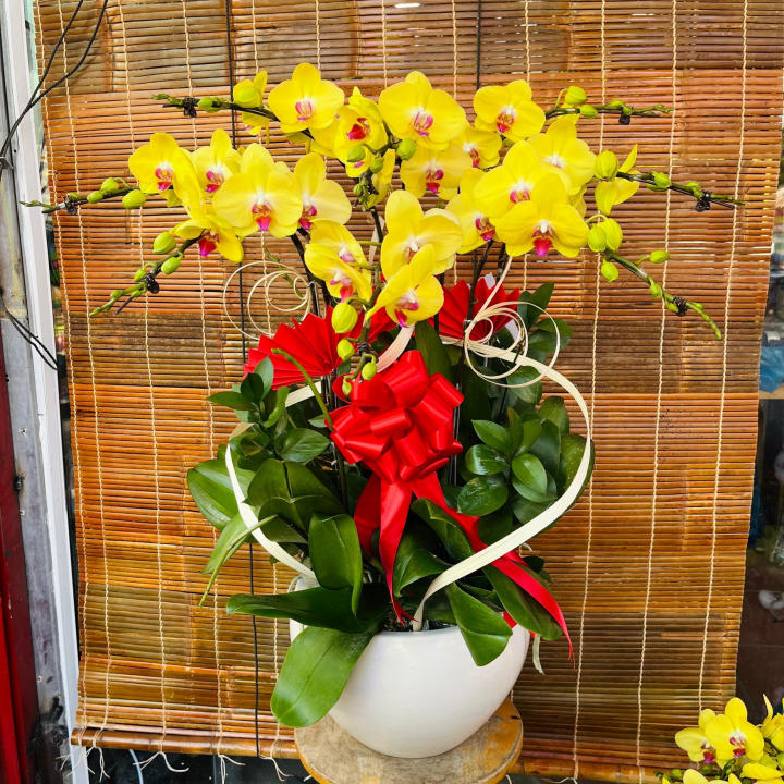 Cửa hàng hoa lan hồ điệp Bà Rịa