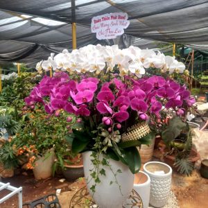 Lan hồ điệp đẹp, Chậu lan hồ điệp, chậu hoa lan
