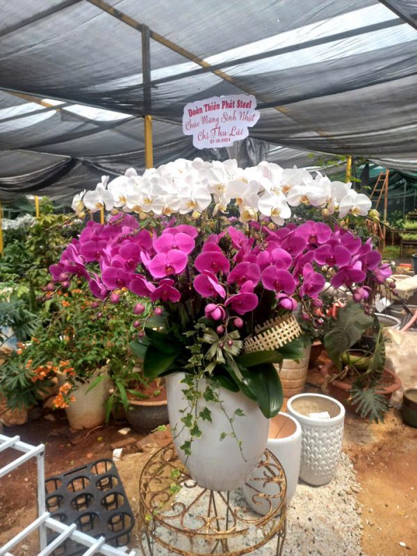 Lan hồ điệp đẹp, Chậu lan hồ điệp, chậu hoa lan