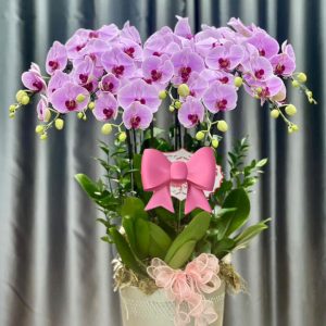 Chậu lan hồ điệp đẹp, chậu lan hồ điệp sinh nhật, chậu lan hồ điệp khai trương, chậu lan hồ điệp sang trọng