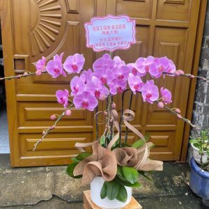 Chậu lan hồ điệp đẹp, chậu lan hồ điệp sinh nhật, chậu lan hồ điệp khai trương, chậu lan hồ điệp sang trọng