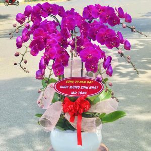 Chậu lan hồ điệp đẹp, chậu lan hồ điệp sinh nhật, chậu lan hồ điệp khai trương, chậu lan hồ điệp sang trọng