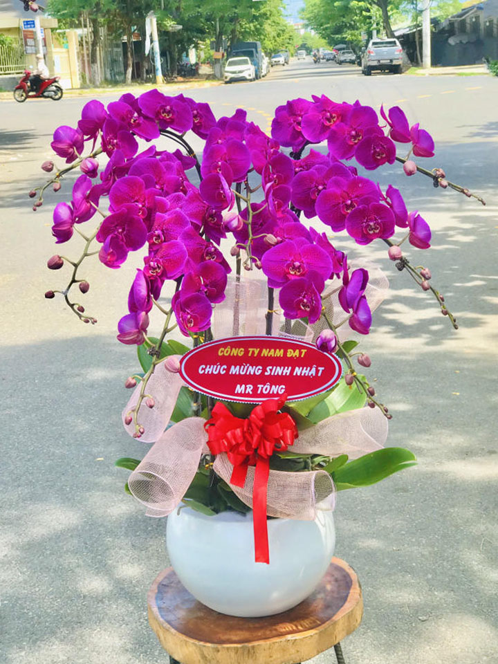 Chậu lan hồ điệp đẹp, chậu lan hồ điệp sinh nhật, chậu lan hồ điệp khai trương, chậu lan hồ điệp sang trọng
