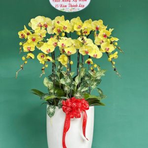 Chậu lan hồ điệp đẹp, chậu lan hồ điệp sinh nhật, chậu lan hồ điệp khai trương, chậu lan hồ điệp sang trọng