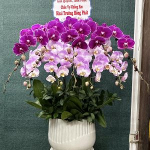 Chậu lan hồ điệp đẹp, chậu lan hồ điệp sinh nhật, chậu lan hồ điệp khai trương, chậu lan hồ điệp sang trọng
