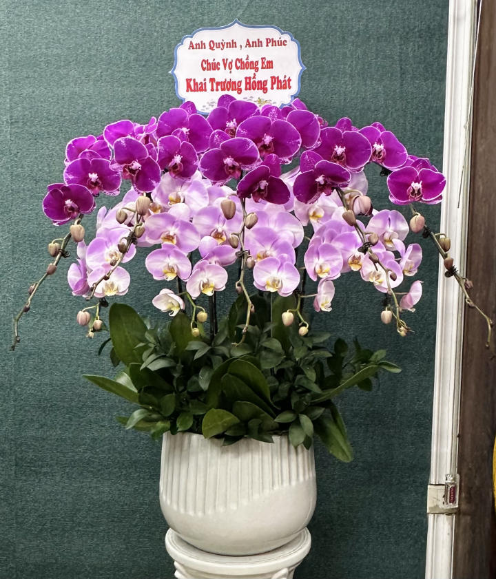 Chậu lan hồ điệp đẹp, chậu lan hồ điệp sinh nhật, chậu lan hồ điệp khai trương, chậu lan hồ điệp sang trọng