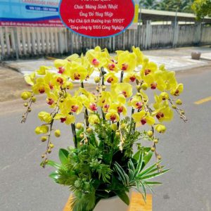 Chậu lan hồ điệp đẹp, chậu lan hồ điệp sinh nhật, chậu lan hồ điệp khai trương, chậu lan hồ điệp sang trọng