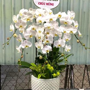 Chậu lan hồ điệp đẹp, chậu lan hồ điệp sinh nhật, chậu lan hồ điệp khai trương, chậu lan hồ điệp sang trọng