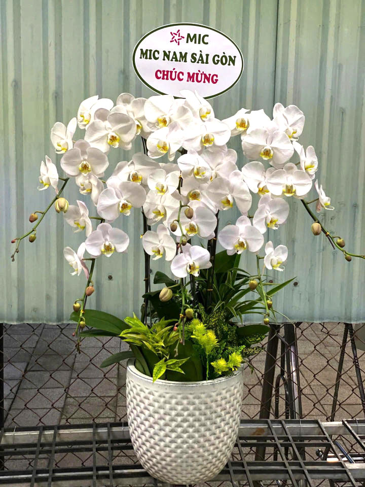 Chậu lan hồ điệp đẹp, chậu lan hồ điệp sinh nhật, chậu lan hồ điệp khai trương, chậu lan hồ điệp sang trọng