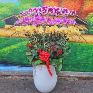 Chậu lan hồ điệp đẹp, chậu lan hồ điệp sinh nhật, chậu lan hồ điệp khai trương, chậu lan hồ điệp sang trọng