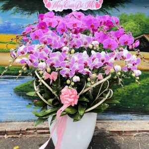 Chậu lan hồ điệp đẹp, chậu lan hồ điệp sinh nhật, chậu lan hồ điệp khai trương, chậu lan hồ điệp sang trọng